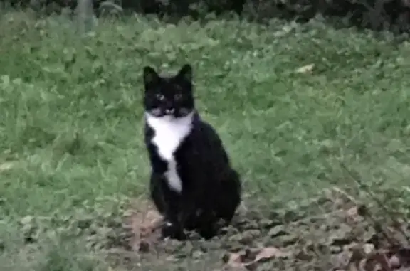 Animaux trouvés , photo: Chat noir et blanc trouvé à Creuse (HDF)