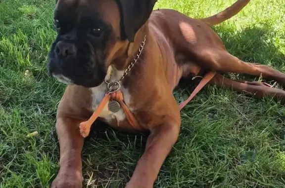 Boxer fauve perdu, Wasselonne, boite arrière - photo
