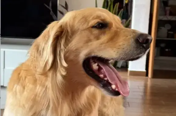 Perro encontrado , foto: Perro Golden Joven Encontrado en Cuautitlán