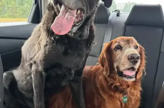 Lost Dog: Friendly Runner on Heatherside