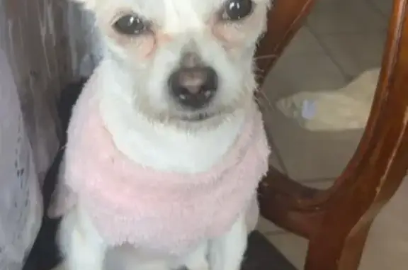 Lost Dog: Tan & White, Pink Sweater
