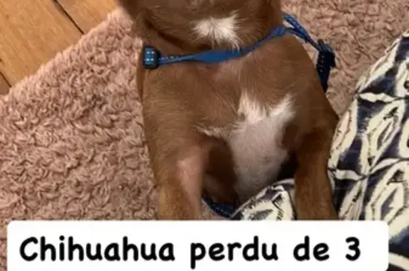Chihuahua chocolat perdue, 3 ans, Paris - photo