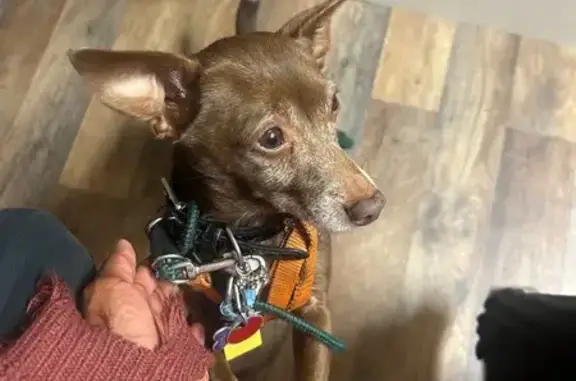 Lost Dog: Rocky - Columbus, Help Find Him!