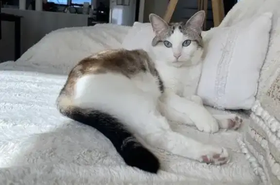 Chat perdu, , photo: Chat perdu, Chemin du Breil