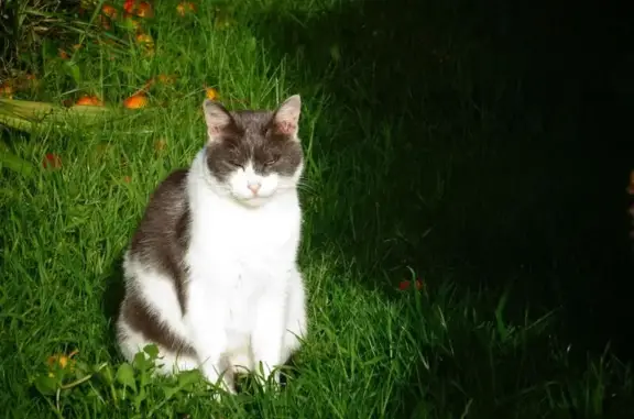 Chat trouvé Bénodet, photo: Chat trouvé Rue des Lauriers, Bénodet