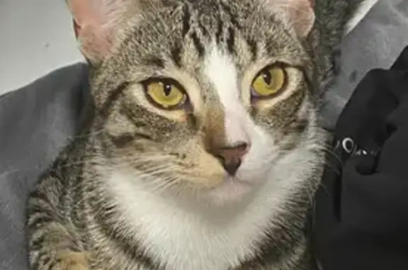 Búsqueda de mascotas, foto: ¡Ayuda! Gata Atigrada Perdida en Getafe