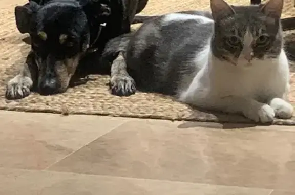 ¡Gato Perdido en Dos Hermanas: Gucci!