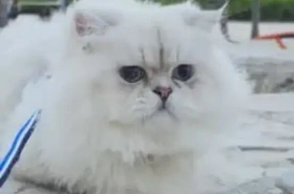 Lost White Cat: Blue Eyes, NW Miami