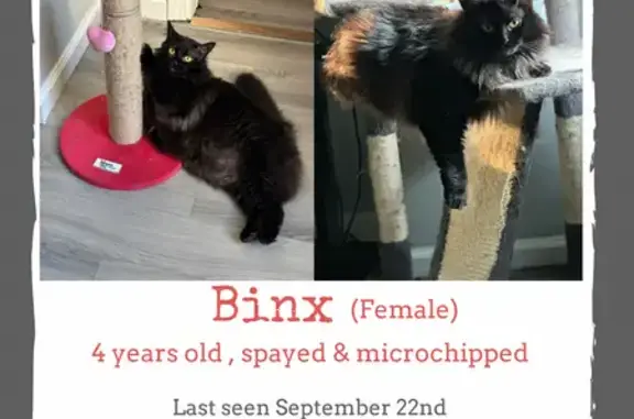 Lost Cat: Fluffy White/Grey on Harrison St