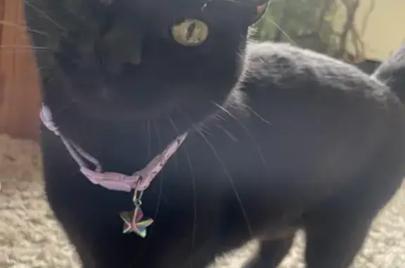 Lost Black Cat: Purple Collar, Croghan