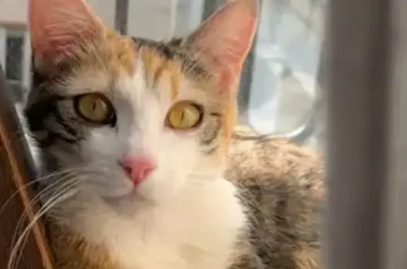 Animaux perdus Mametz, photo: Chat perdue à Mametz : Nala disparue