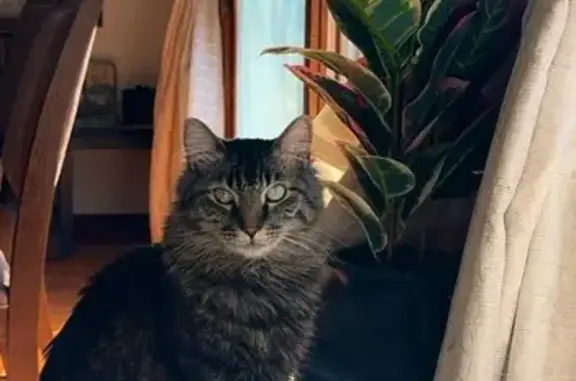 Friendly Lost Cat in Sussex - Help Needed!