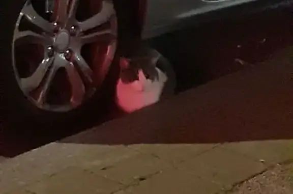 Chat blanc et gris trouvé à Lille - photo