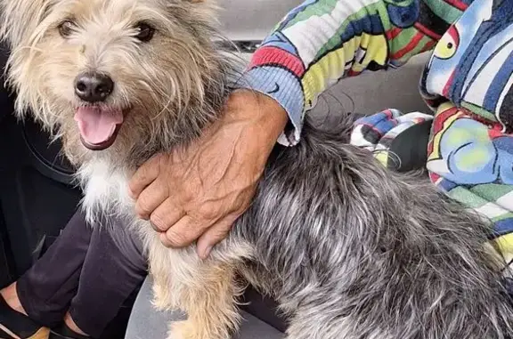 Animaux trouvés Uchaux, photo: Yorkshire trouvé sur la D11 à Uchaux