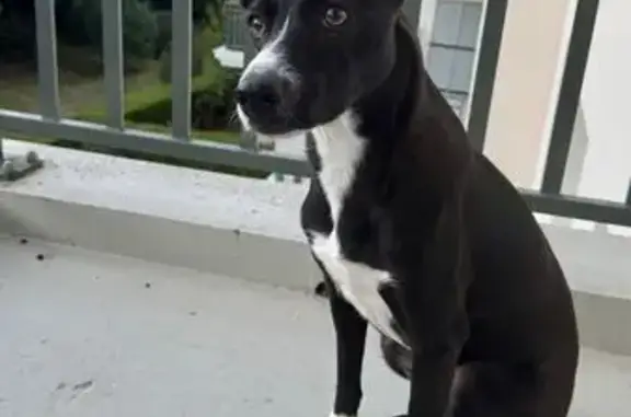 Chienne noire Sena perdue sur l'A4 - photo
