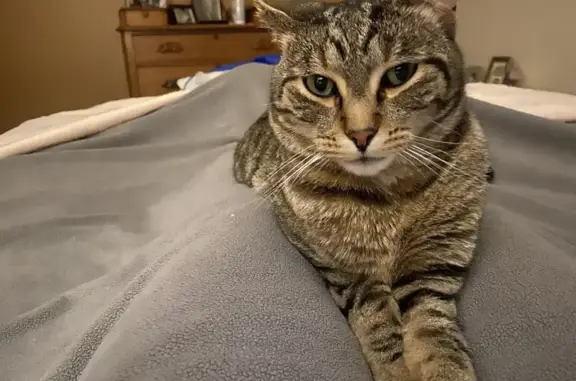 Lost Shy Tabby Cat - Jay Circle, Wausau