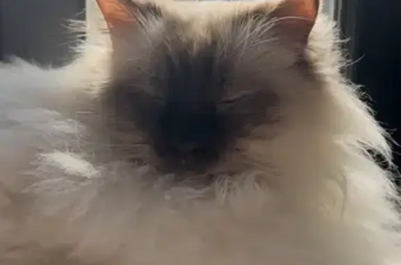 Chat perdu, Meillonnas, photo: Chat Sacré de Birmanie perdu à Meillonnas