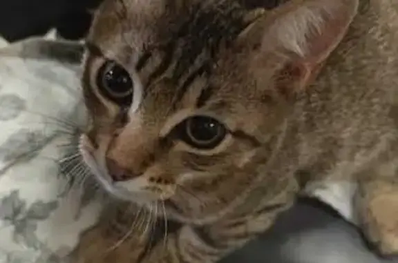 Gato encontrado Burjassot, foto: Gatito Gris Rayado Encontrado en Burjassot