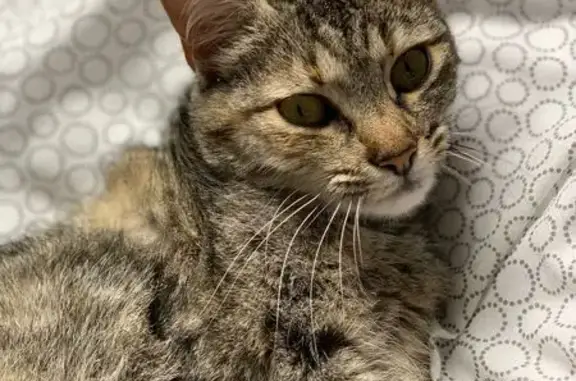 Animaux perdus , photo: Chatte Naïa perdue à Pont-de-Buis