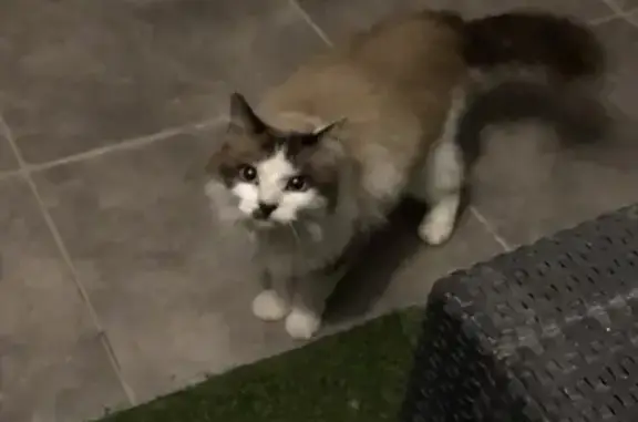 Animaux trouvés Grignan, photo: Chat caramel sociable trouvé à Grignan