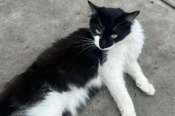 Found pets New York, photo: Friendly Black & White Cat Found on W 138th