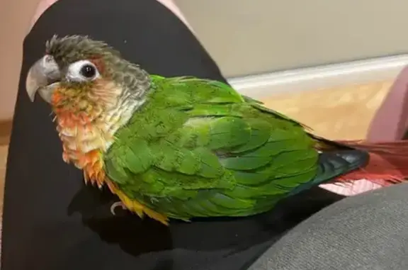 Oiseau apeuré trouvé à Saint-Raphaël - photo