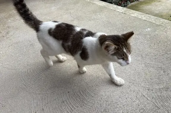 Found cat Delaware, photo: Friendly Found Cat: Vocal, Raccoon-Tailed