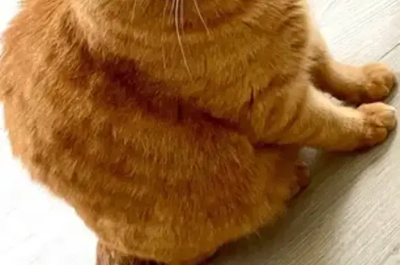 Chat roux dodu perdu à Osny - photo