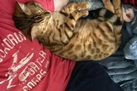 Lost Bengal Cat: Green Eyes in Wolfeboro