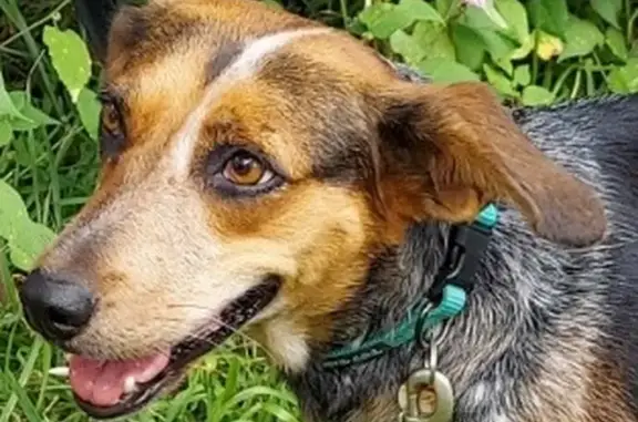 Found dog , photo: Friendly Found Dog in Moss Point, MS