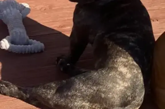 Missing dog Longford, photo: Friendly Lost Dog: Last Seen in Longford
