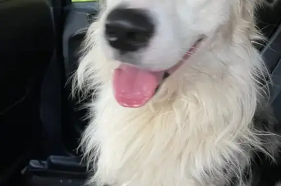 Found dog Kansas City, photo: Found: Unique Australian Shepherd in KC