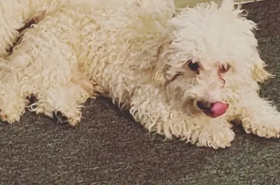 Lost: White Poodle on Greene Street, NY