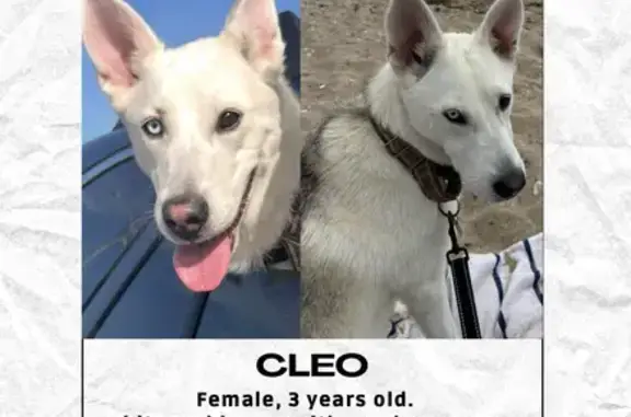 Lost Dog Cleo: White & Brown, Exeter RI