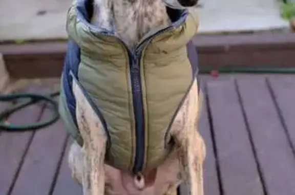 Lost Brindle Whippet 'Lambo' in Melbourne