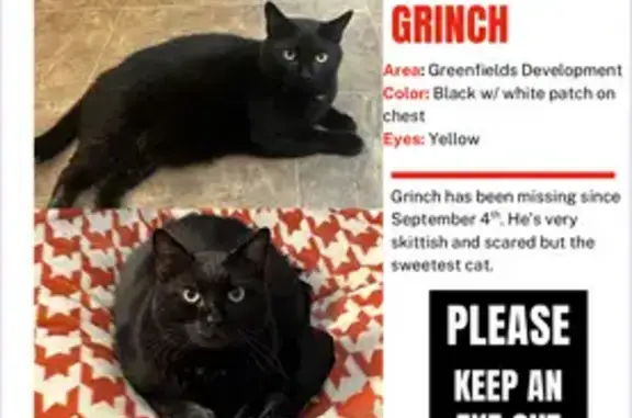 Lost Black Cat: White Patch, Logan Twp