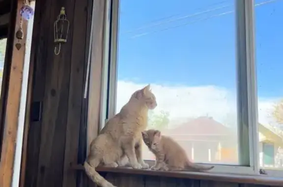Missing cat Frederick, photo: Lost Light Orange Cat on Little Bell Dr