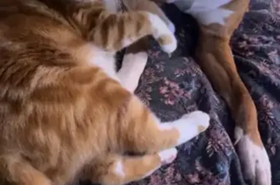 Lost Cat Ricky: Cheetah Spots, White Paws