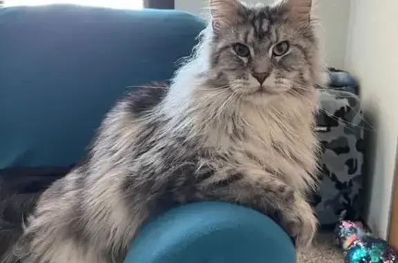 Lost Silver Tabby Maine Coon: Saint Paul