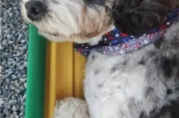Lost Sweet Dog: White, Black & Brown