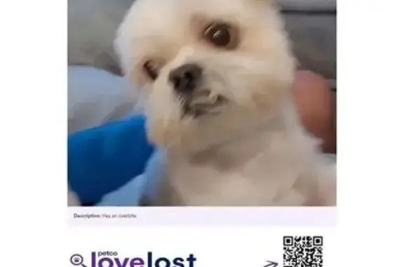 Lost Dog Buddy: Overbite, Galesa Ave