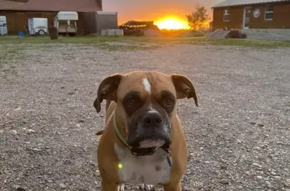 Lost Older Boxer: Brown & White in Burley