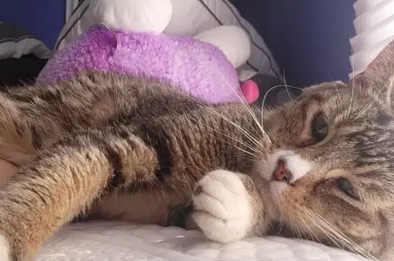 Lost Cat: Freckle-Nosed Pocono