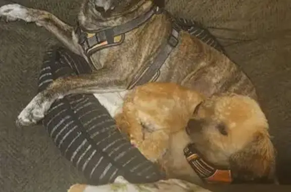 Lost Dogs: Pitbull & Doodle in Rogersville