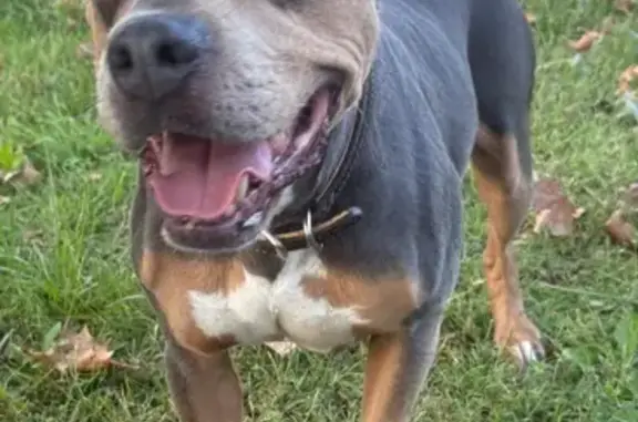 Found dog Wichita, photo: Found Tricolor Dog Near Angel Wings Center