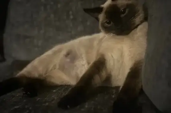 Lost Siamese Cat: Friendly but Timid