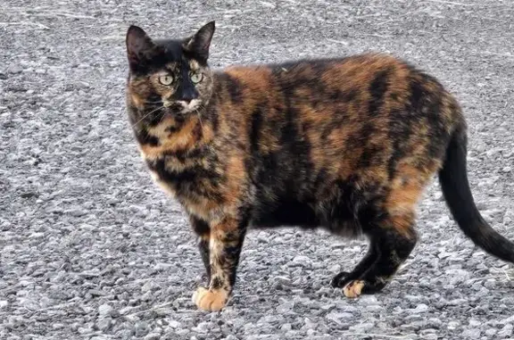 Help Find Nina: Shy Tortoiseshell Cat