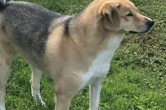 Missing dog Huntington, photo: Friendly Lost Dog: Fluffy, Blonde & Black