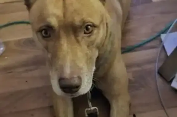 Lost Brown & Tan Dog in Calumet City
