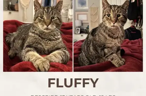 Lost Cat: Clipped Ear, No Teeth, Seaside